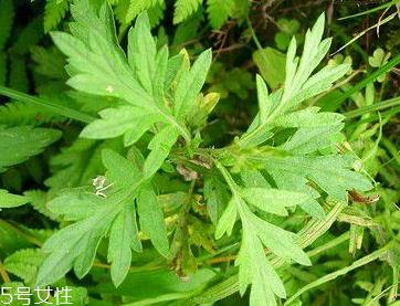 益母草是艾草吗 它们不一样 益母草是艾草吗 它们不一样