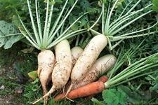 白萝卜是热性还是凉性?白萝卜是酸性还是碱性? 白萝卜是热性还是凉性?白萝卜是酸性还是碱性?