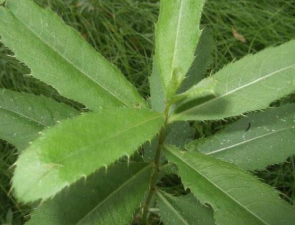 刺儿菜怎么吃不扎嘴?刺儿菜的做法 刺儿菜怎么吃不扎嘴?刺儿菜的做法