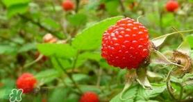 覆盆子孕妇能吃吗？孕妇能不能吃覆盆子