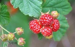 覆盆子孕妇能吃吗？孕妇能不能吃覆盆子