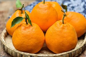 耙耙柑可以和牛奶一起吃吗?耙耙柑和牛奶一起吃的坏处 耙耙柑可以和牛奶一起吃吗?耙耙柑和牛奶一起吃的坏处