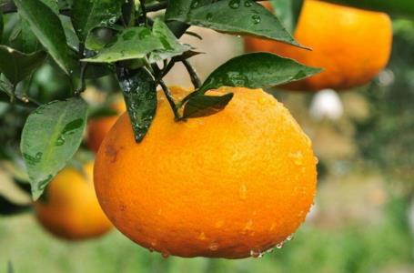 耙耙柑可以和牛奶一起吃吗?耙耙柑和牛奶一起吃的坏处 耙耙柑可以和牛奶一起吃吗?耙耙柑和牛奶一起吃的坏处