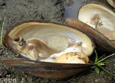 河蚌不能和什么一起吃 河蚌和什么相克 河蚌不能和什么一起吃 河蚌和什么相克