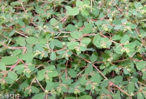 千根草可以治疗什么病 主要包括以下几类
