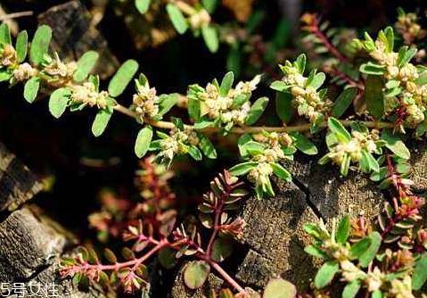 千根草可以治疗什么病 主要包括以下几类