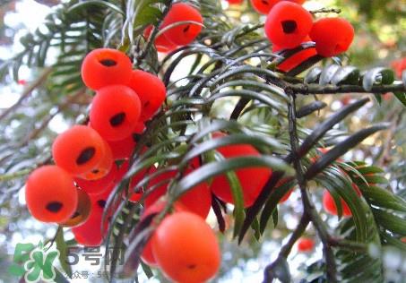 红豆杉的果实能吃吗？红豆杉都有那些品种？