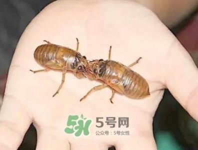 ​爬叉什么时候出来？爬叉怎么保存