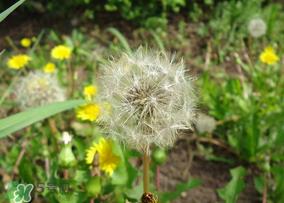 蒲公英多少钱一斤？蒲公英多少钱一克？