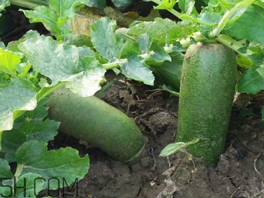 沙窝萝卜是沙子里的萝卜吗？沙窝萝卜产地是哪儿