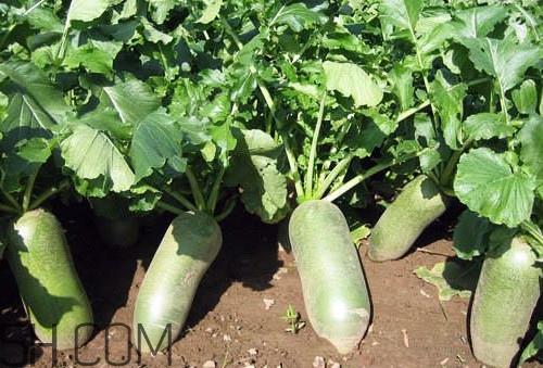 沙窝萝卜是沙子里的萝卜吗？沙窝萝卜产地是哪儿