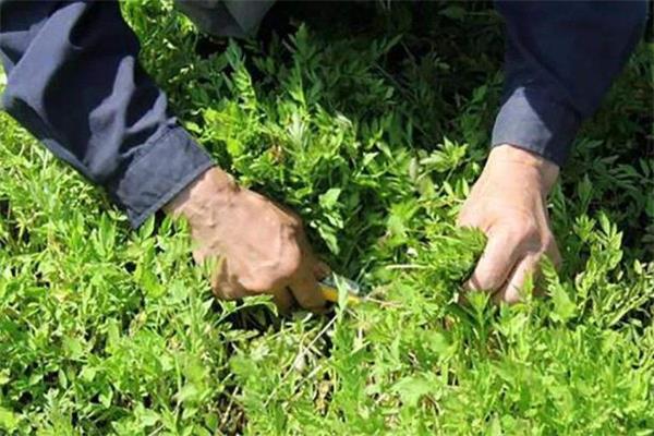 水芹菜有寄生虫吗 水芹菜有寄生虫怎么办