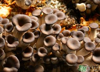 平菇是什么样子？平菇是怎么长出来的？