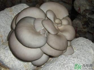 平菇是什么样子？平菇是怎么长出来的？