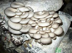 平菇是什么样子？平菇是怎么长出来的？