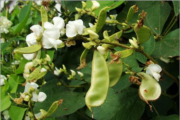 扁豆适合减肥吃吗 扁豆适合孕妇吃吗