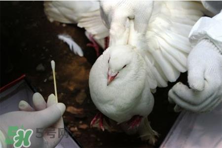 禽流感期间能吃鸽子吗？吃鸽子会得禽流感吗？