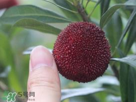 杨梅放冰箱能放几天?杨梅可以放冰箱吗? 杨梅放冰箱能放几天?杨梅可以放冰箱吗?