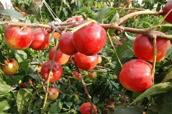 油桃可做罐头吗 油桃的吃法 油桃可做罐头吗 油桃的吃法