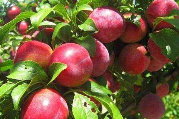 油桃可做罐头吗 油桃的吃法 油桃可做罐头吗 油桃的吃法