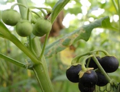 ​龙葵果可以治癌症吗？吃龙葵果有什么好处