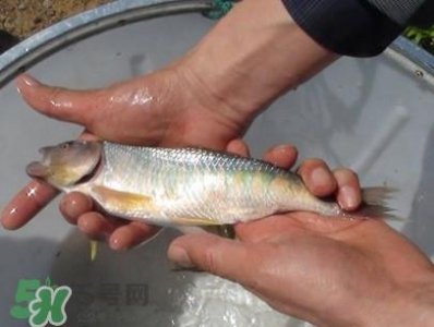 ​马口鱼喜欢吃什么？马口鱼一般生长在什么地方