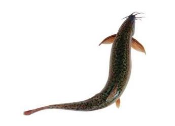 吃泥鳅要去内脏吗？建议去内脏