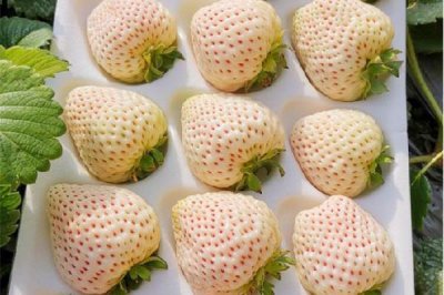 ​白草莓价格多少钱一斤 白草莓和红草莓哪个贵