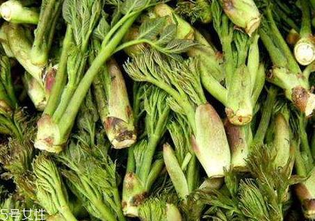 刺老芽可以包饺子吗 刺老芽用什么包饺子