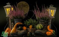 冬瓜皮能减肥吗?冬瓜皮减肥怎么吃