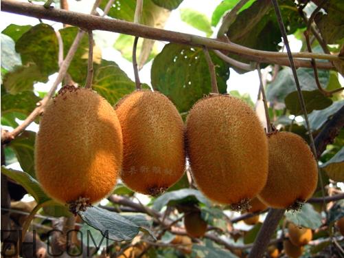 海沃德猕猴桃几月熟 海沃德猕猴桃什么时候成熟 海沃德猕猴桃几月熟 海沃德猕猴桃什么时候成熟