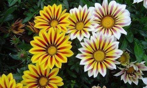 喜欢菊花，就养盆“菊中珍品”盘龙桂色，花开金蕊红衣