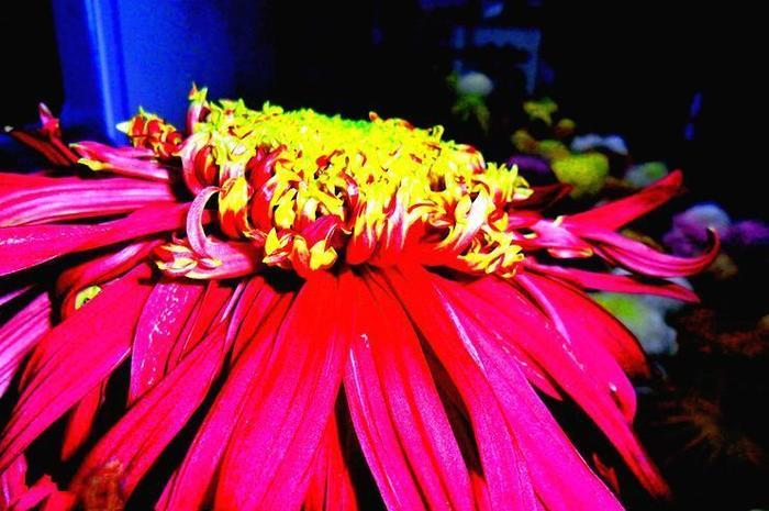 喜欢菊花，就养盆“菊中珍品”盘龙桂色，花开金蕊红衣