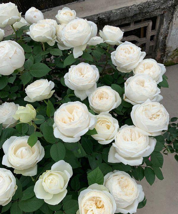 喜欢菊花，就养盆“菊中珍品”盘龙桂色，花开金蕊红衣