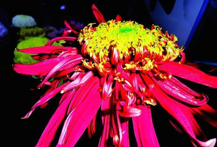 喜欢菊花，就养盆“菊中珍品”盘龙桂色，花开金蕊红衣