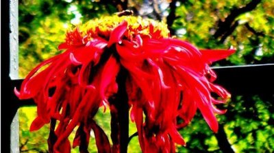 ​喜欢菊花，就养盆“菊中珍品”盘龙桂色，花开金蕊红衣