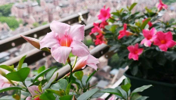 喜欢玫瑰,不如试试“高端品种”黑魔术,花开色如黑墨,高贵典雅