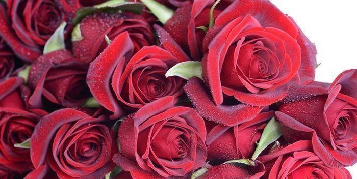 喜欢玫瑰,不如试试“高端品种”黑魔术,花开色如黑墨,高贵典雅