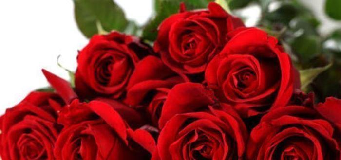 喜欢玫瑰,不如试试“高端品种”黑魔术,花开色如黑墨,高贵典雅