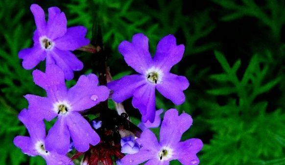 喜欢玫瑰,不如试试“高端品种”黑魔术,花开色如黑墨,高贵典雅