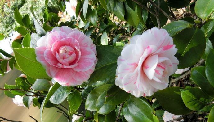 喜欢菊花,不如养盆“珍品茶花”十八学士,争奇斗艳,端庄优雅!