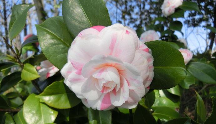 喜欢菊花,不如养盆“珍品茶花”十八学士,争奇斗艳,端庄优雅!