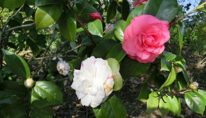 喜欢菊花,不如养盆“珍品茶花”十八学士,争奇斗艳,端庄优雅!