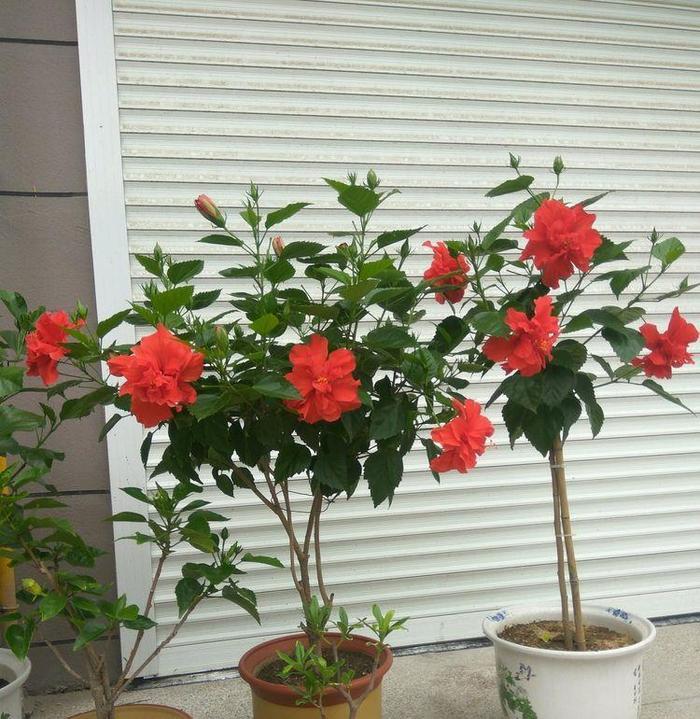 喜欢菊花,不如养盆“珍品茶花”十八学士,争奇斗艳,端庄优雅!