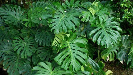 喜欢菊花,不如养盆“珍品茶花”十八学士,争奇斗艳,端庄优雅!