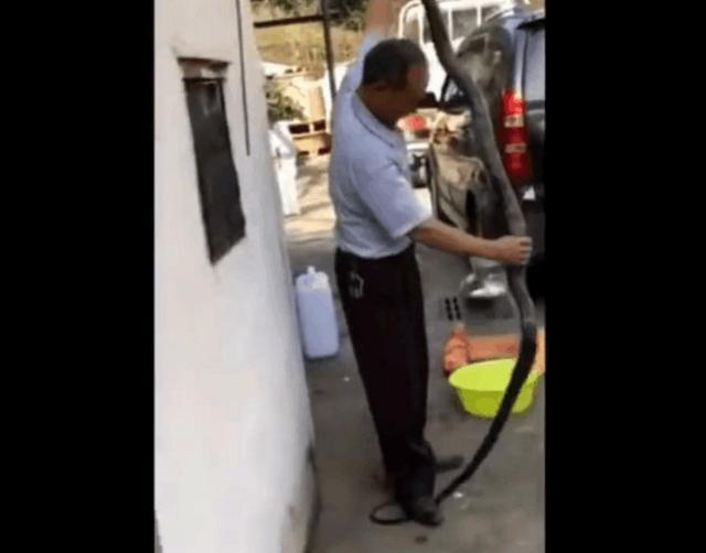 活蛇泡酒制作全过程，2米多“眼镜王蛇”反应激烈场面让人不敢看
