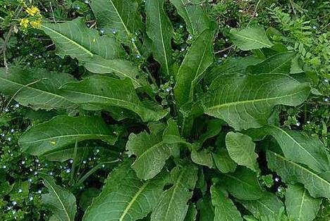 土大黄可以吃吗 味道不太好