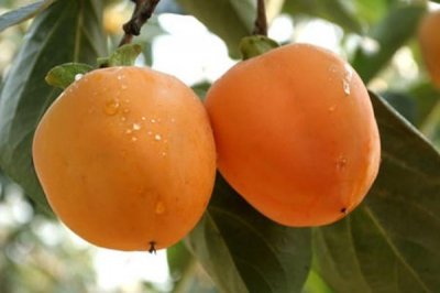 ​柿子能空腹吃吗 柿子能多吃吗