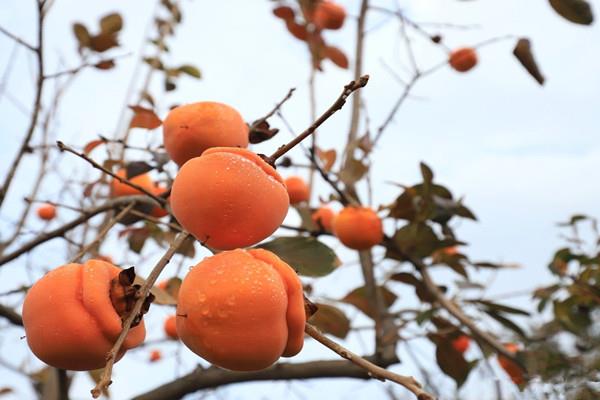 柿子能空腹吃吗 柿子能多吃吗 柿子能空腹吃吗 柿子能多吃吗