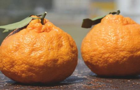 丑橘和橘子的区别 丑橘是橘子吗 丑橘和橘子的区别 丑橘是橘子吗